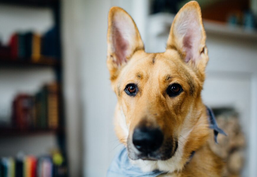 Hundefoder – Hvilken slags skal jeg vælge?